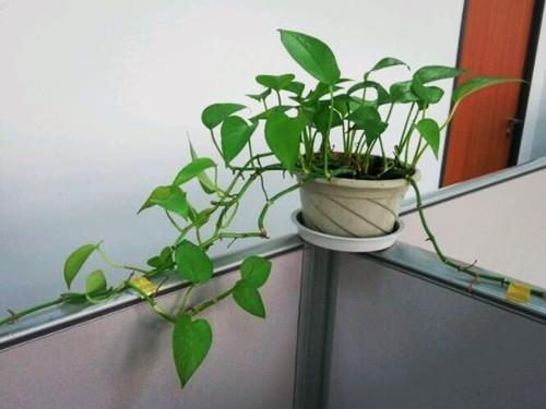绿油油的绿萝