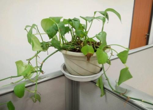 枯黄的绿萝
