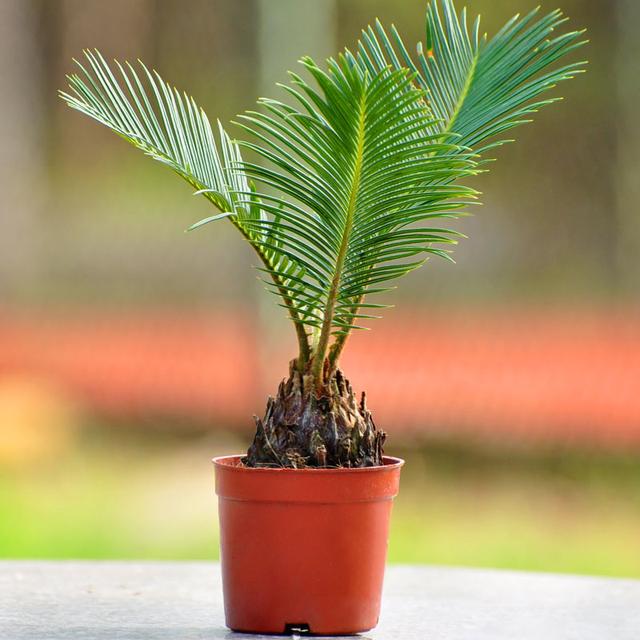 植物中的活化石 铁树 放在室内还是室外最旺风水 家装时间 家居智能推荐平台