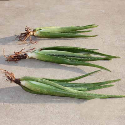 新房子里这6种花必不可少!不仅可以吸甲醛,关