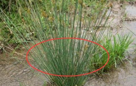 晚上总是睡不着、老是想上厕所?教你三个好方