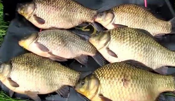 钓鱼饵料配方 冬季专攻鲫鱼鲤鱼